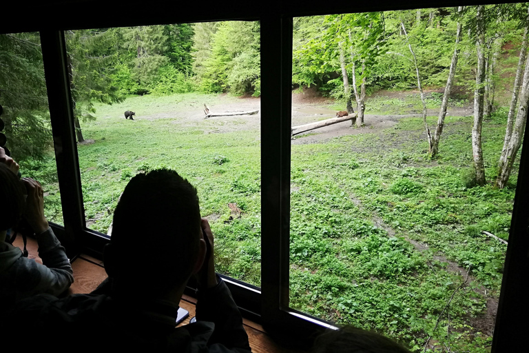 Brasov: Brown Bear & Wildlife Watching
