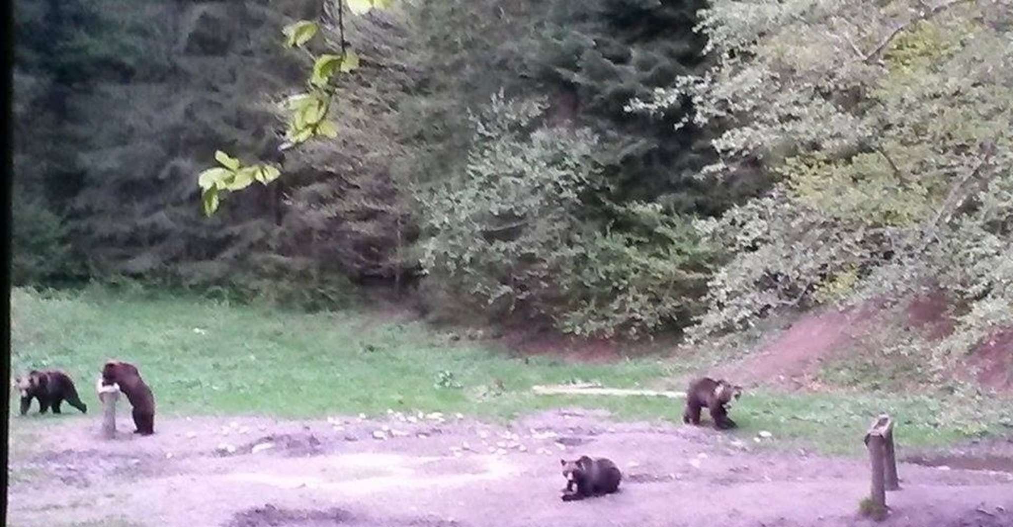 Brasov: Brown Bear & Wildlife Watching photo 7