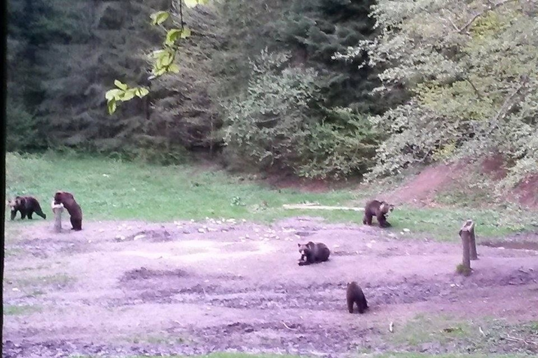 Brasov: Brown Bear & Wildlife Watching
