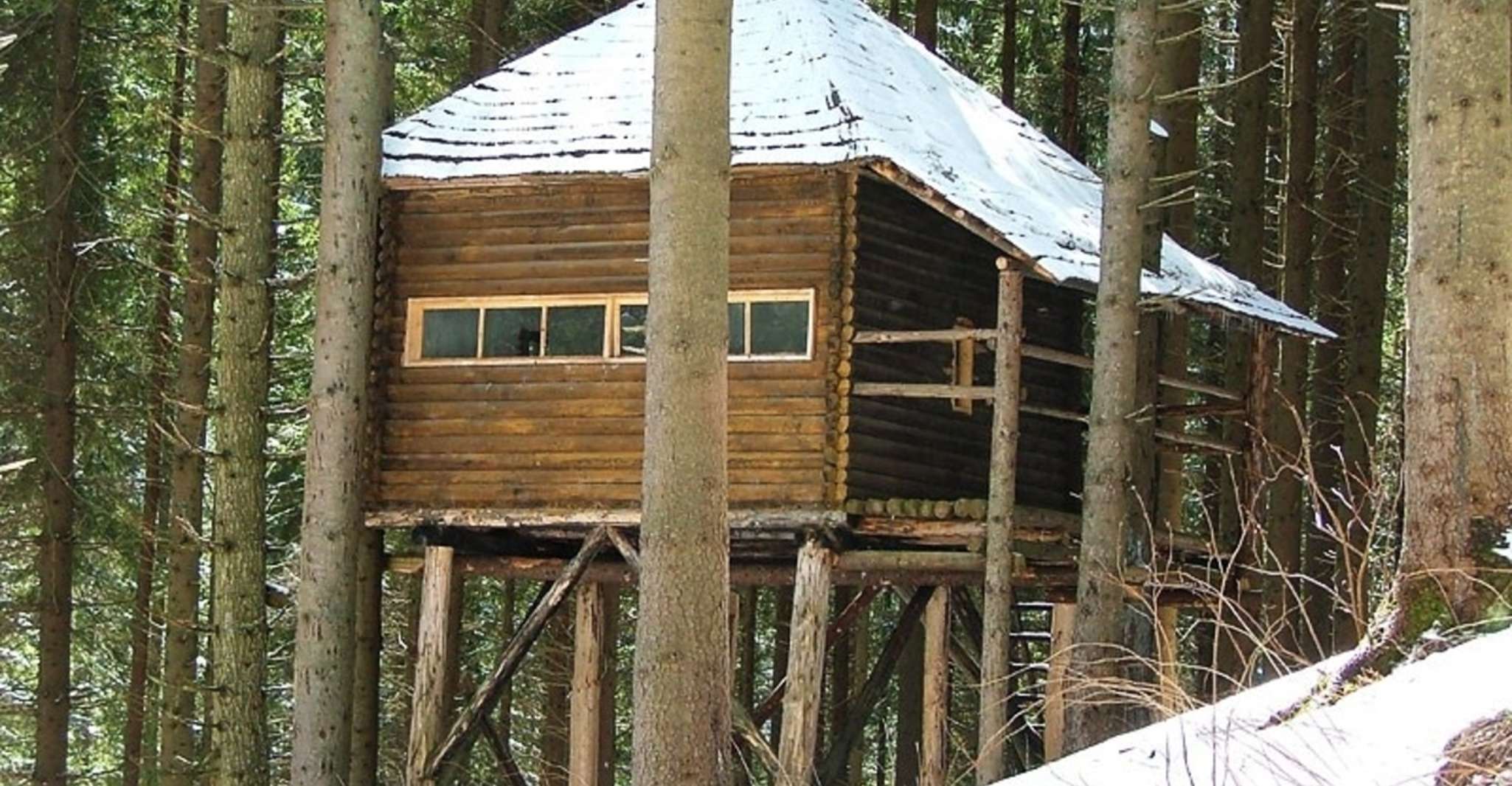 Brasov: Brown Bear & Wildlife Watching photo 8