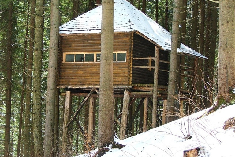 Brasov: Brown Bear & Wildlife Watching