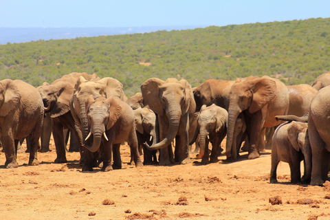 Addo Elephant National Park All Inclusive heldagssafariStandardtur