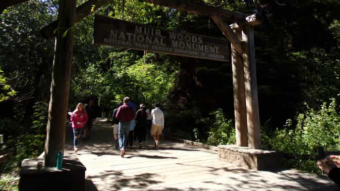 muir woods giant redwoods and sausalito from san francisco