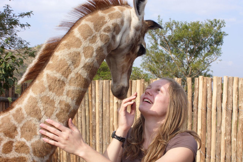 Nairobi: visite du Elephant Orphanage Trust et du Giraffe Center