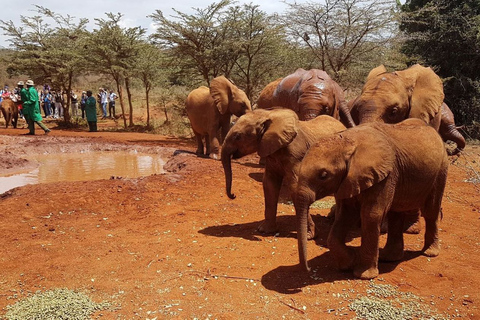 Nairobi: visite du Elephant Orphanage Trust et du Giraffe Center