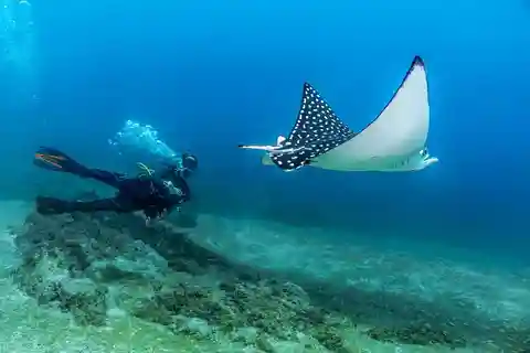 Puerto Vallarta : Plongée sous-marine à Las Caletas