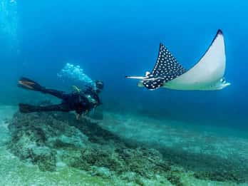 Puerto Vallarta: Scuba Dive in Las Caletas
