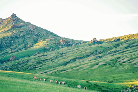 Gandan monastery and Hustai National park-all inclusive tour