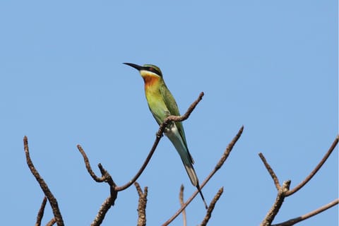 From Colombo: Muthurajawela Sanctuary Bird Watching Tour