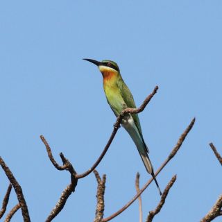 From Colombo: Muthurajawela Sanctuary Bird Watching Tour