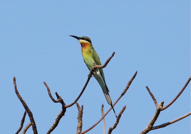 Van Colombo: Muthurajawela Sanctuary Bird Watching Tour