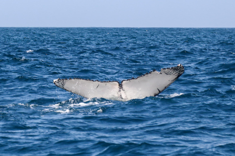 Exclusive Whale Watching Tour in Rio de Janeiro