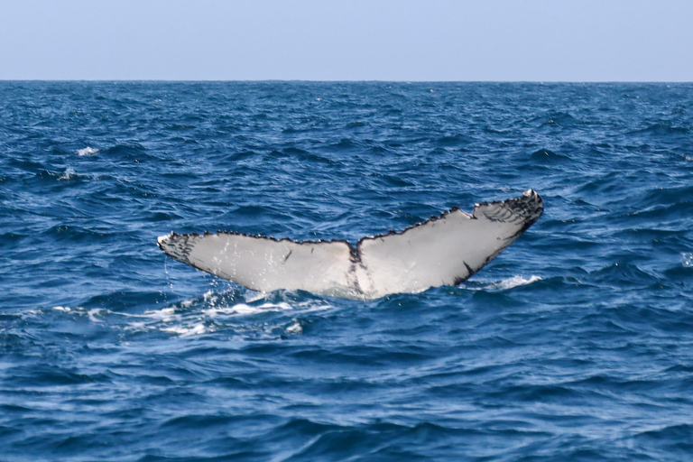 Exclusive Whale Watching Tour in Rio de Janeiro