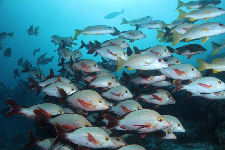 Tandem Jet-ski Adventure, Zanzibar Lunch Break Experience