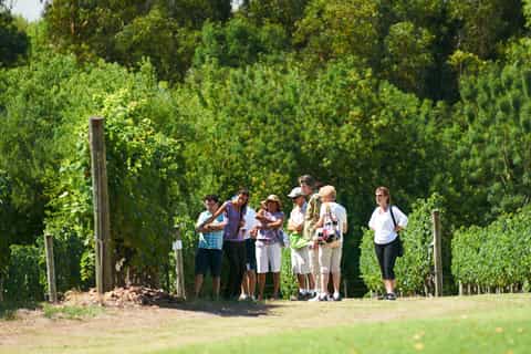 bodega bouza official guided tour and wine tasting
