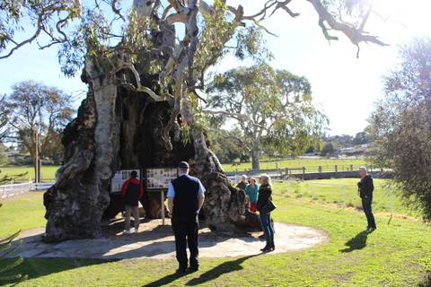 Adelaide: tour de Barossa y Adelaide Hills con almuerzo