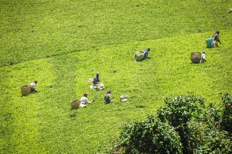 Dagtocht naar Kiambethu Tea Farm