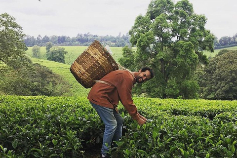 Dagtocht naar Kiambethu Tea Farm