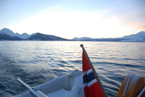 Tromsø : Croisière de luxe en catamaran dans les fjords et les îles