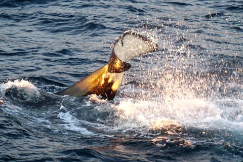 Tromsø: Luxury Yacht Whale Safari
