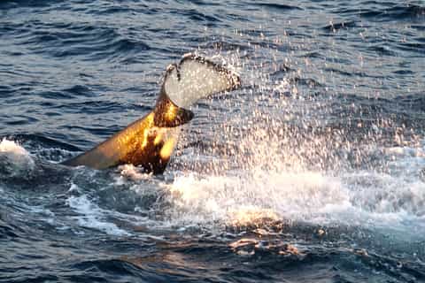 Tromsø: Luxury Yacht Whale Safari