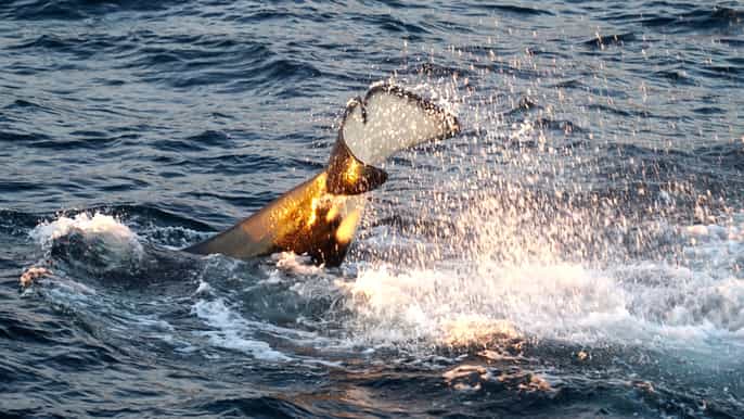 tromsø safari di lusso per le balene in yacht