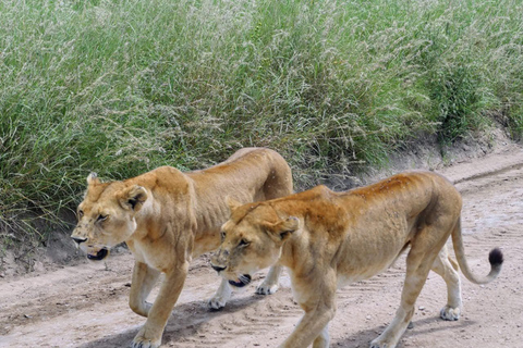 From Nairobi: 7-day Masai Mara, Nakuru, and Amboseli Safari Standard Private Option