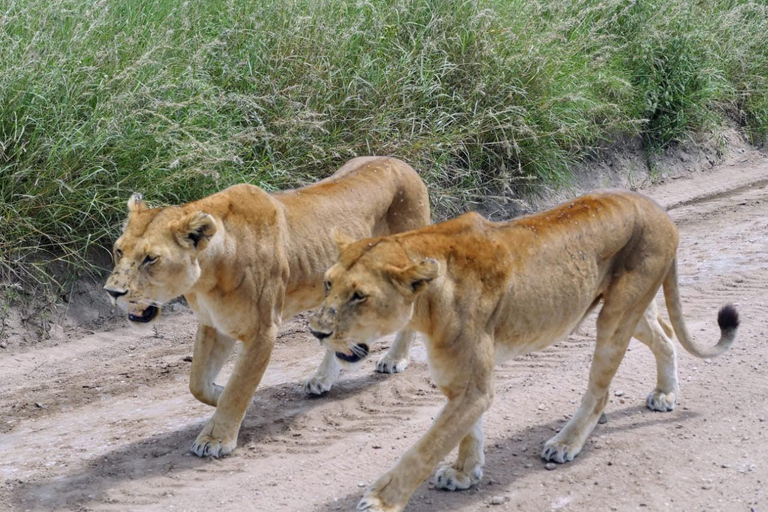 De Nairobi: Masai Mara, Nakuru et Amboseli Safari de 7 joursVisite publique avec balade en montgolfière