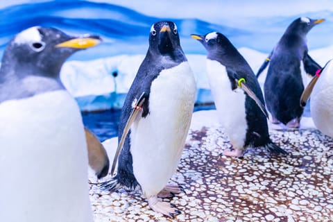 Лондон: входной билет SEA LIFE