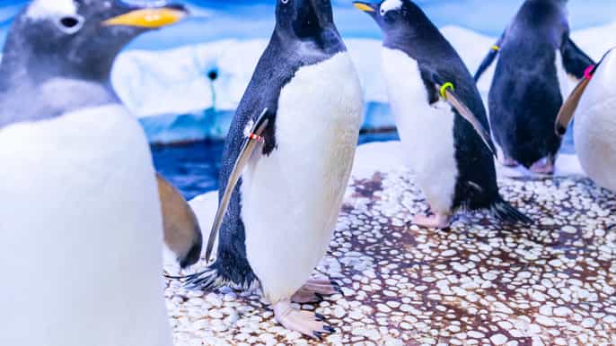 Entrada a Sea Life London
