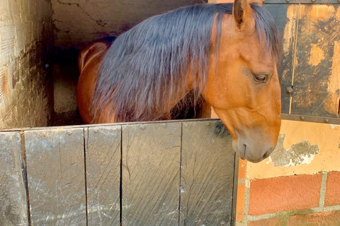 Medellín: Passeio a cavalo, espetáculo de animais e vista do horizonte