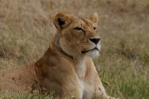 Serengeti Day Trip Safari from Mwanza