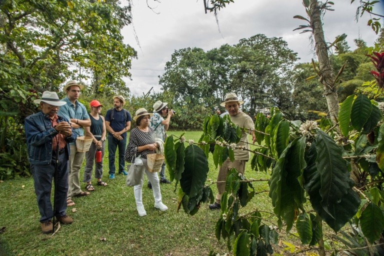 Z Bogoty: Doświadczenie na plantacji kawy