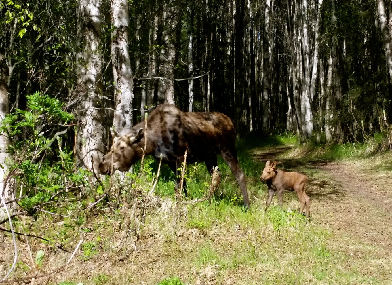 Anchorage: Coastal Trail 3-timers byrundvisning på cykel