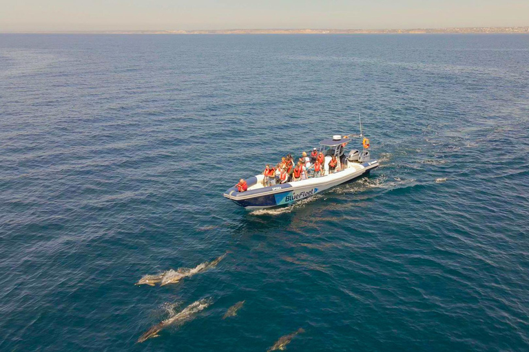Combo: Benagil & Dolphins Boat Tour w/ Marine Biologists