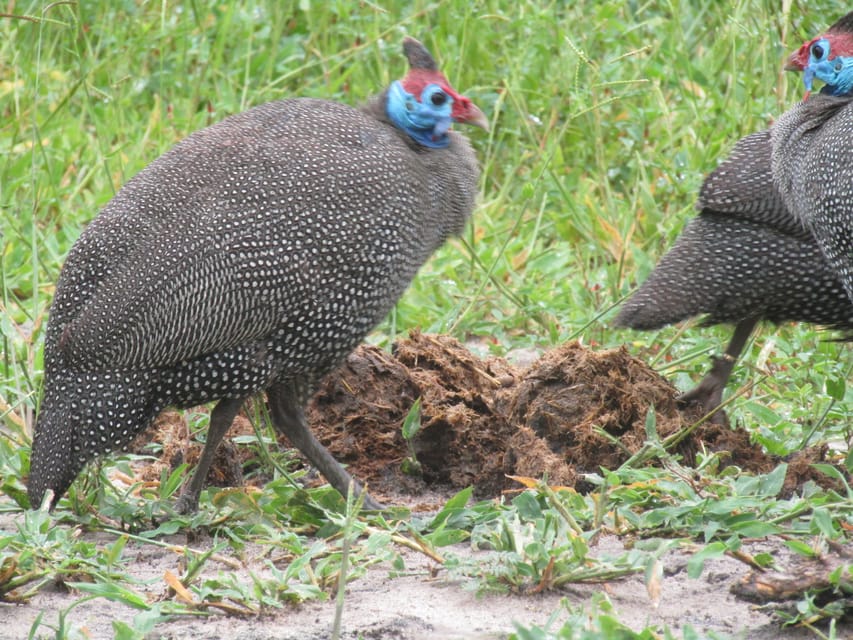 Nationaal park Chobe Full Day & Overnight Safari - Hizvo