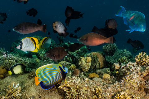 Open Water Diver Course + Advanced Open Water Diver Course Standard Option