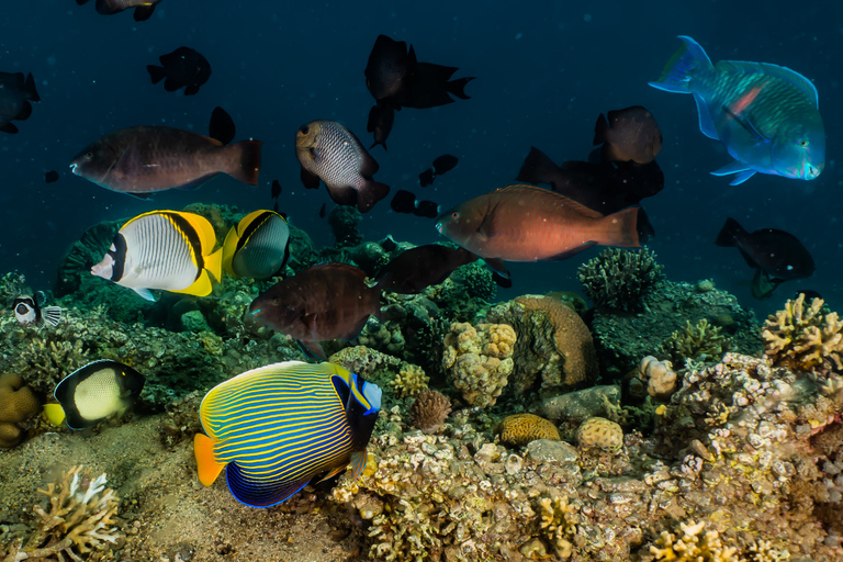 Open Water Diver Course + Advanced Open Water Diver Course Standard Option