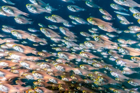 Open Water Diver Course + Advanced Open Water Diver Course Standard Option