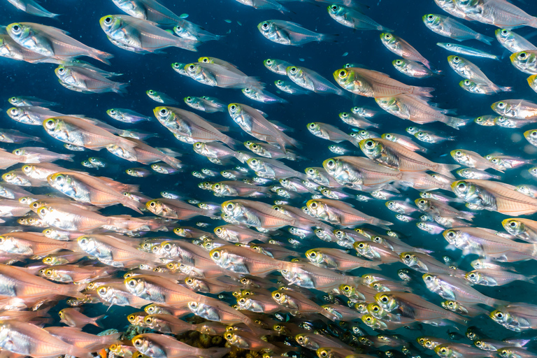 Open Water Diver Course + Advanced Open Water Diver Course Standard Option