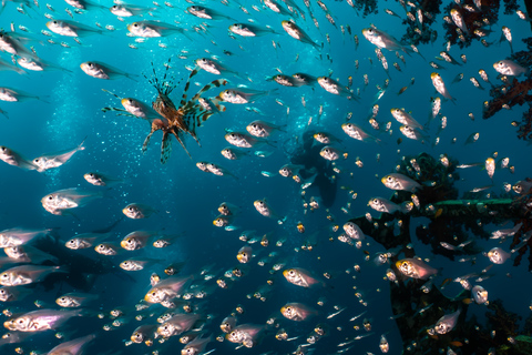 Open Water Diver Course + Advanced Open Water Diver Course Standard Option