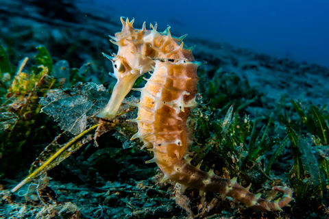 Eliat: PADI Discover Scuba Diving Kurs mit TauchlehrerEliat: Schnuppertauchen mit Tauchlehrer