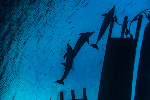 Eliat: PADI Discover Scuba Diving Kurs mit TauchlehrerEliat: Schnuppertauchen mit Tauchlehrer