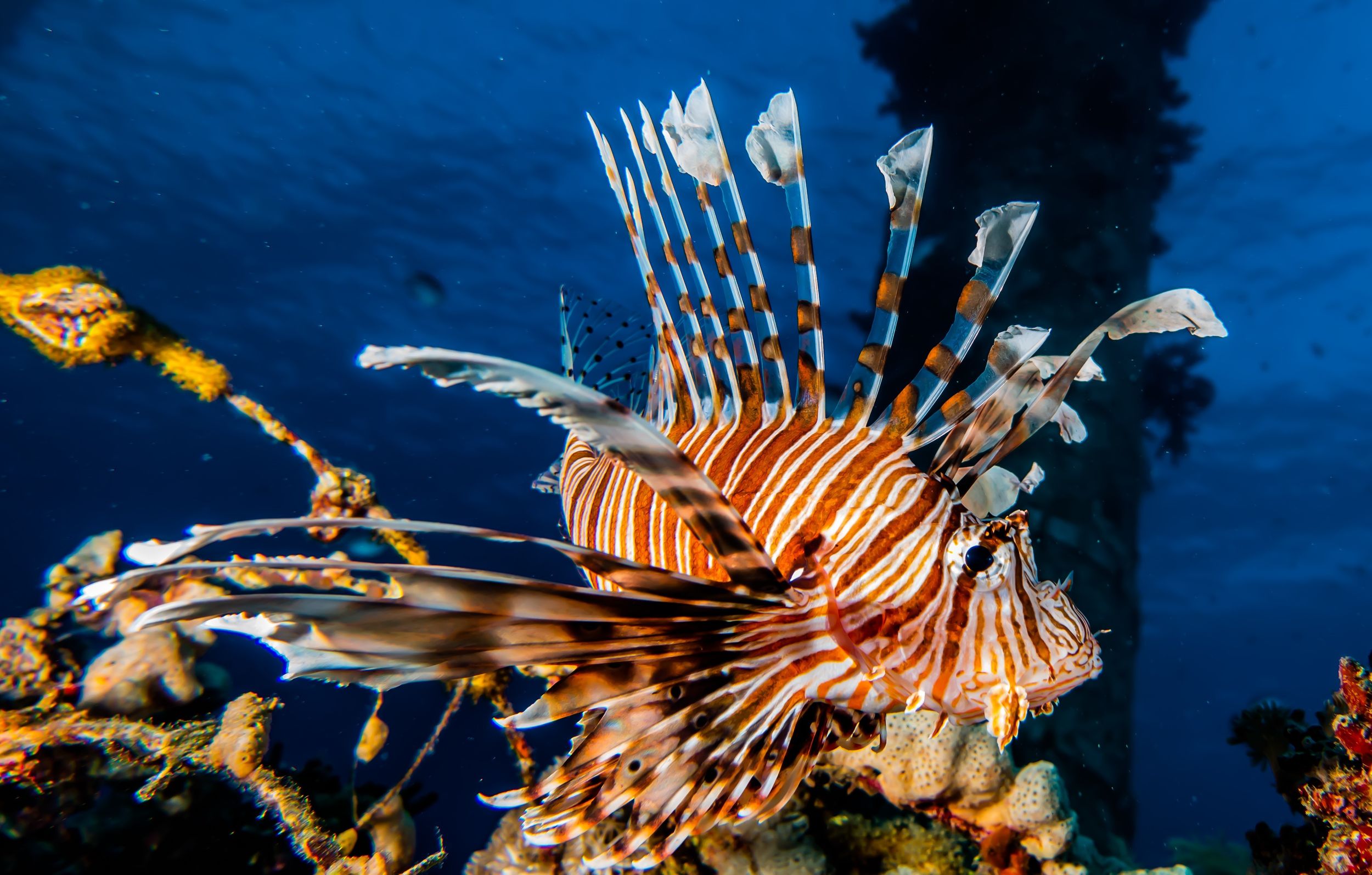 Eliat: PADI Discover Scuba Diving Kurs mit Tauchlehrer