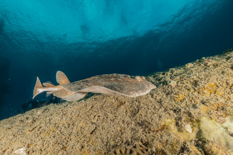 Eliat: PADI Discover Scuba Diving-cursus met instructeurEliat: introductieduiken met instructeur