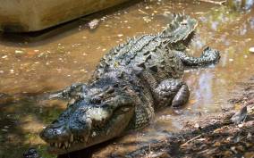 Huatulco: Crocodile & Turtle Ecotour