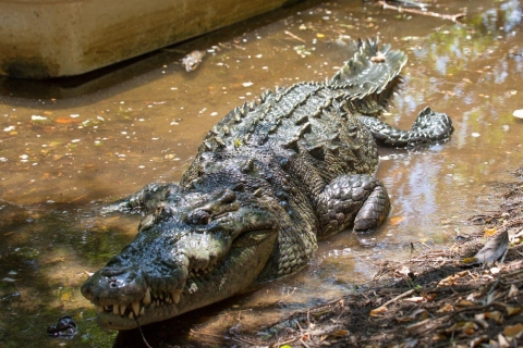 Huatulco : écotour crocodile et tortue