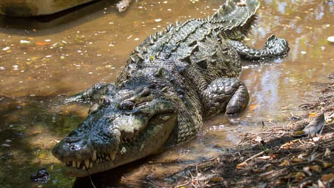 huatulco crocodile turtle ecotour