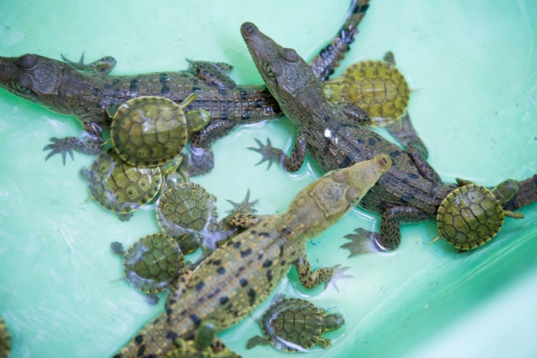 Huatulco: Ecotour krokodil en schildpad