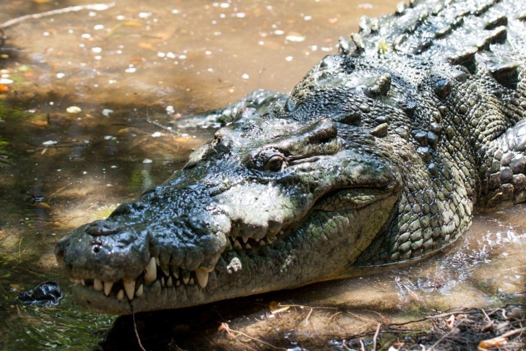 Huatulco : écotour crocodile et tortue